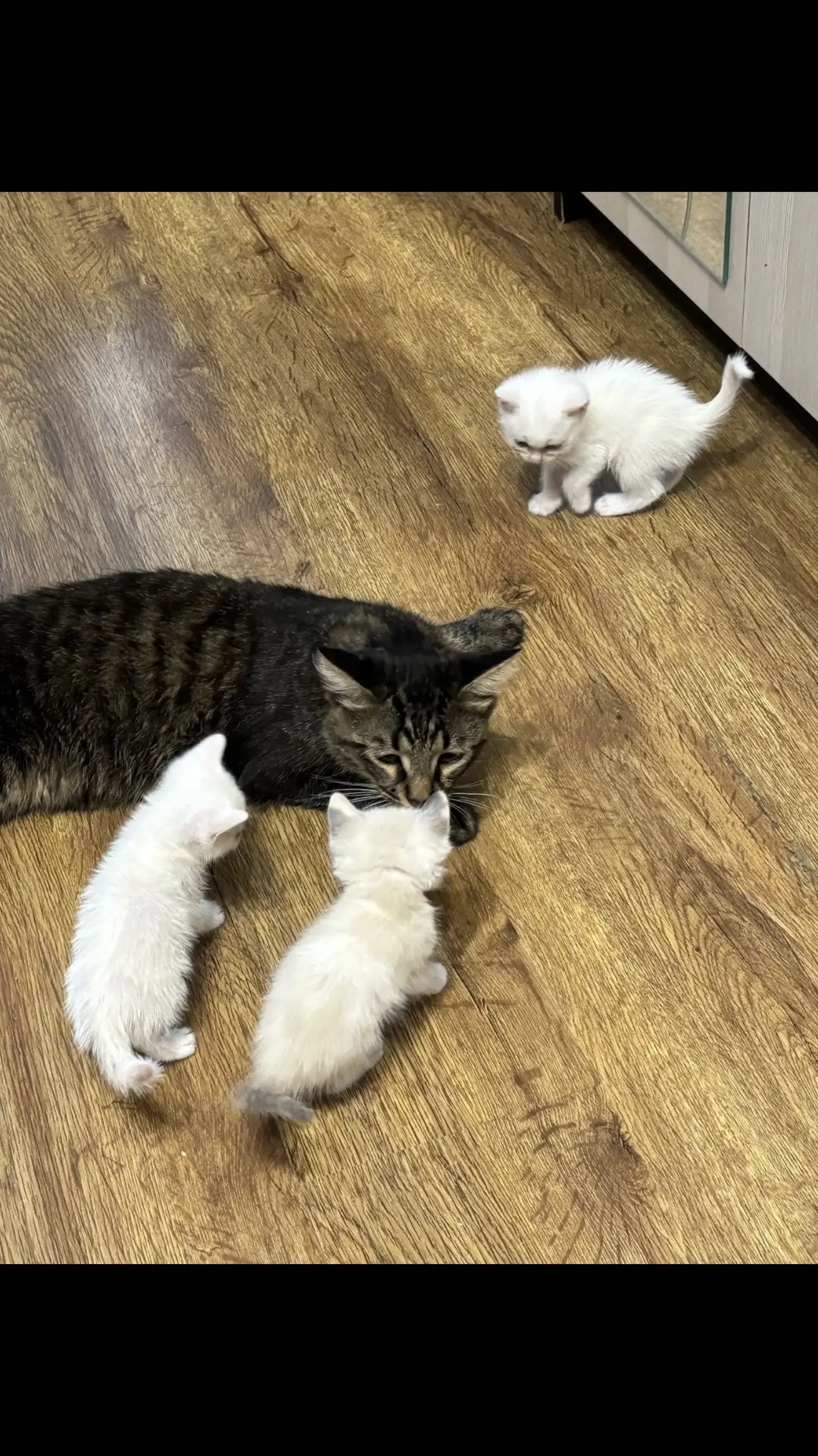 Стерилизуйте кошку!