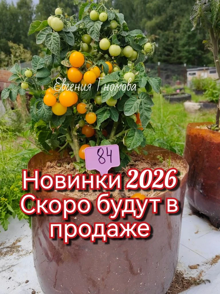 НОВИНКИ СЕЗОНА
Скоро буду выставлять в альбомы новинки  уже этого огородного сезона. 
Перцы зреют, у
