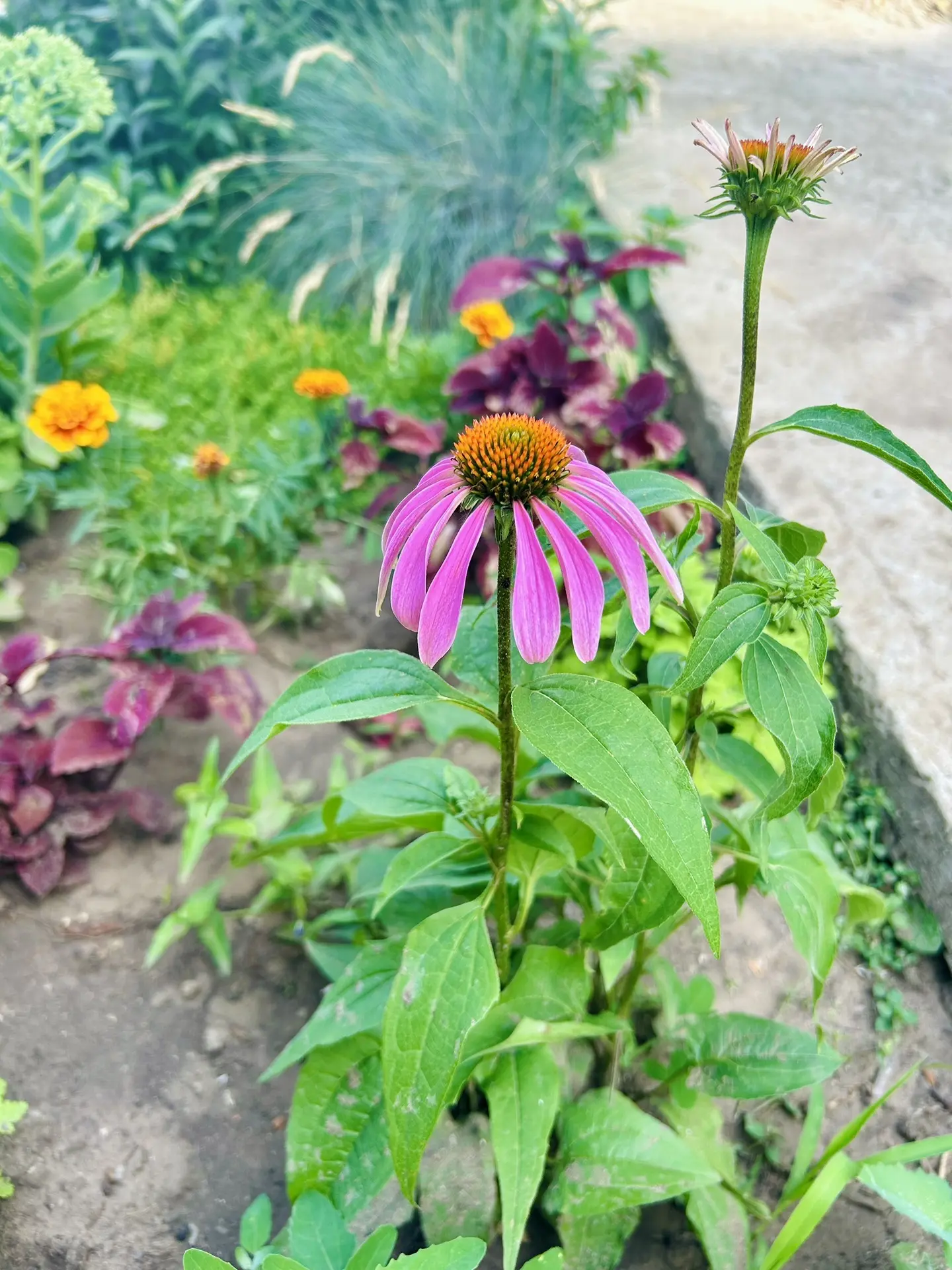 🌿💜 Возвращаемся к «Цифровому гербарию»: новый гость, которого обожают бабочки 
 
Мы ненадолго отвл