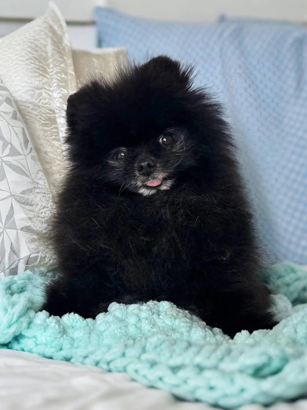Ищет дом микро-шалопай Паслён из Домика Мелкашей Балашиха! 🍇🐕  Москва и МО  Привет! Я- Паслён, и во 