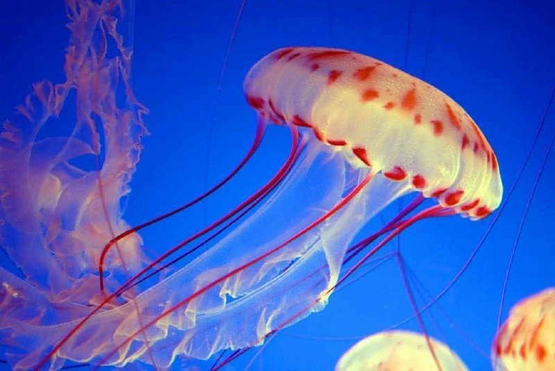 Медузы по-английски называются jellyfish — дословно «рыба-желе», но на самом деле это н...