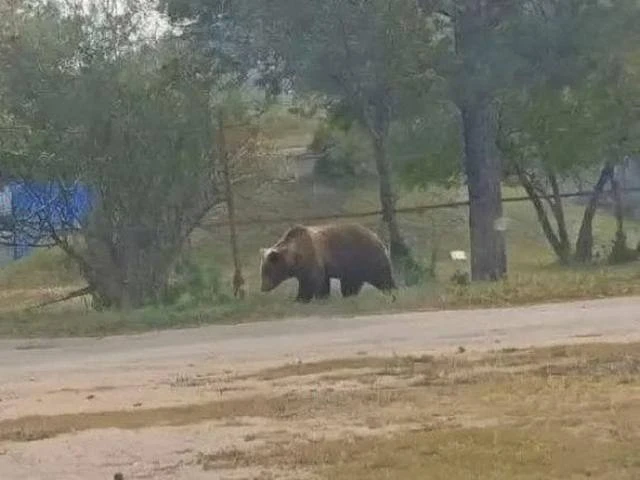 🐻 35 обращений о выходе медведей в Ленобласти за последние 2 месяца поступили в комите...