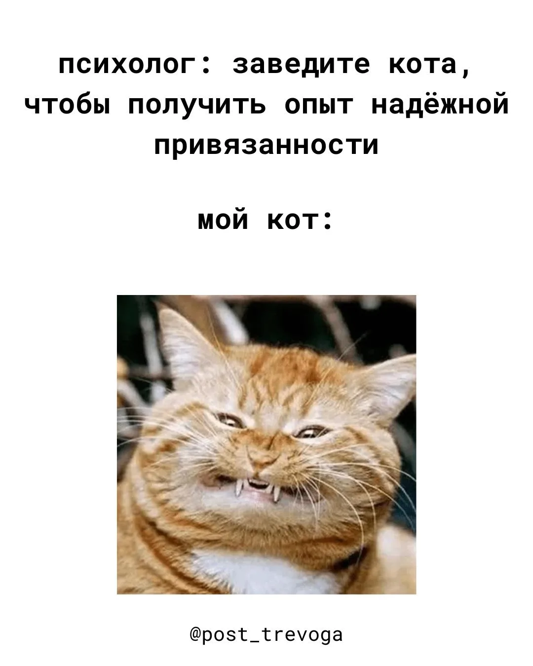 Пси-мемы с кошечками 🤣