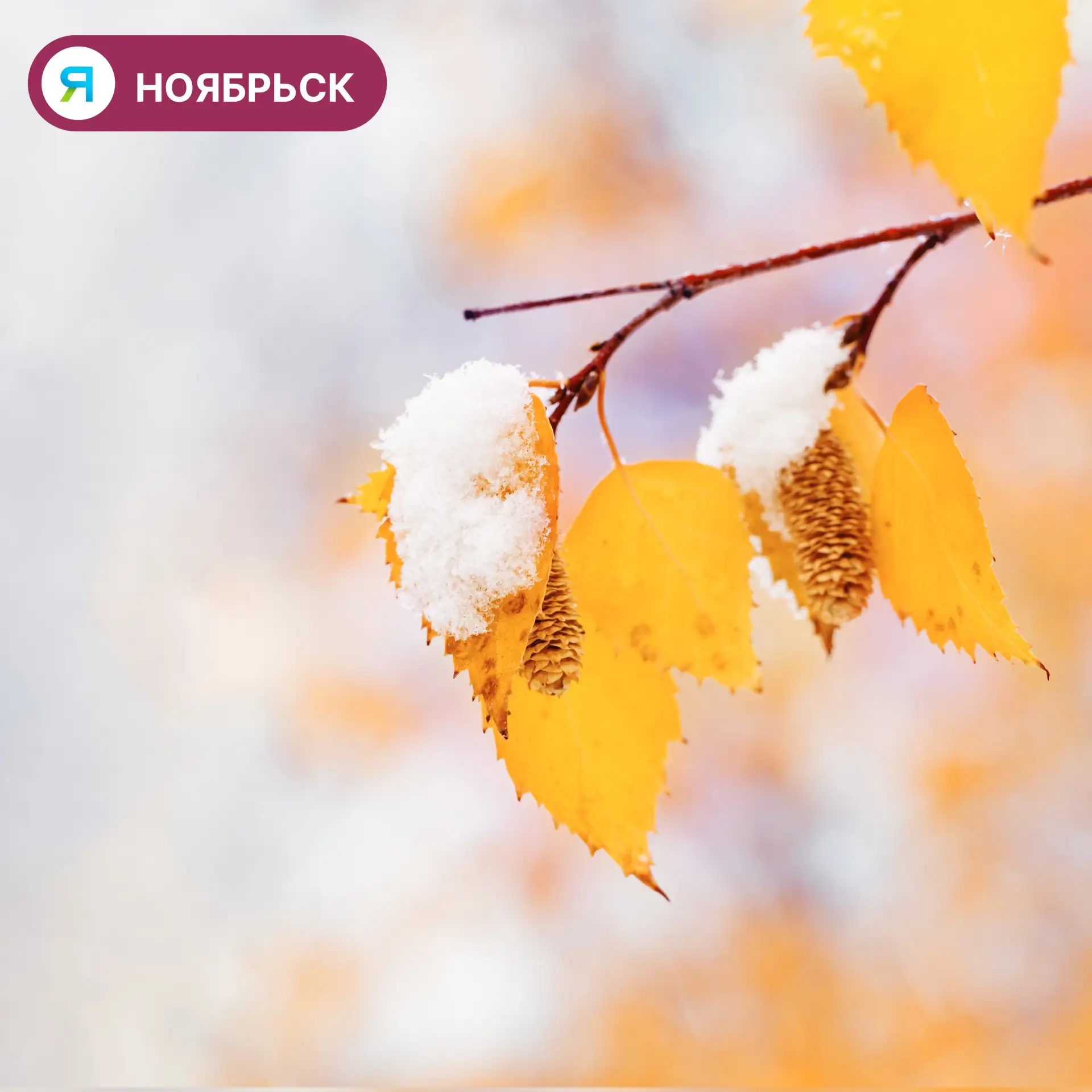 ❄️ Ноябрян предупреждают о первом снеге