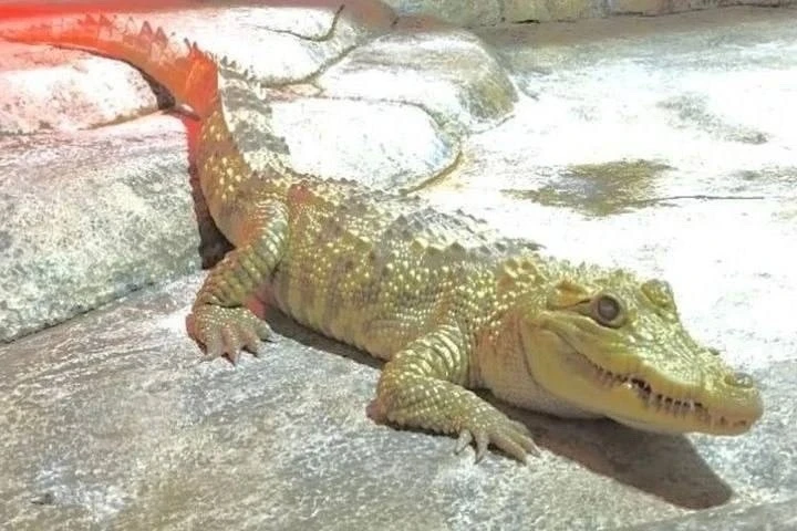 🐊 Крокодил-альбинос из Ялты получит «дом» в Феодосии — и пару
