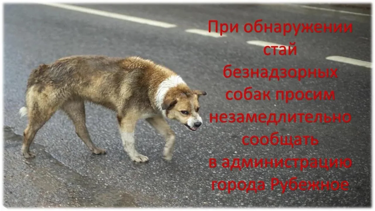 В городе Рубежное возле супермаркета «Базар» безнадзорные собаки напали на ребёнка. Пострадавшего оп