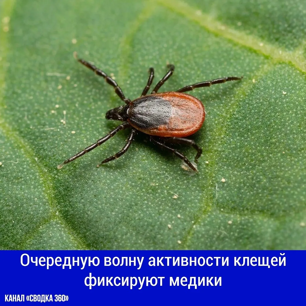 Очередную волну активности клещей фиксируют медики.
