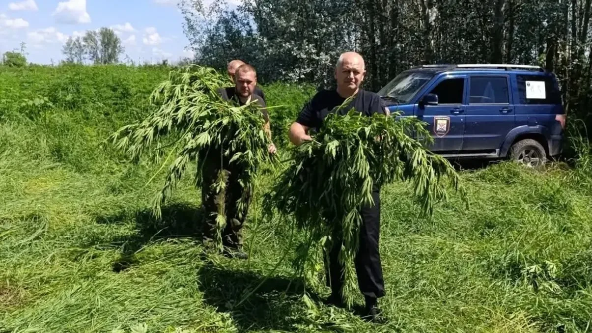 В Новочеркасске полицейские с казаками уничтожили 42 килограмма конопли