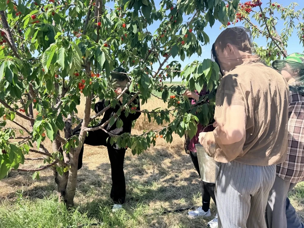 🌳Студенты АГУ закрепили навыки ухода за садовыми культурами

На агро-биологическом факультете Астра