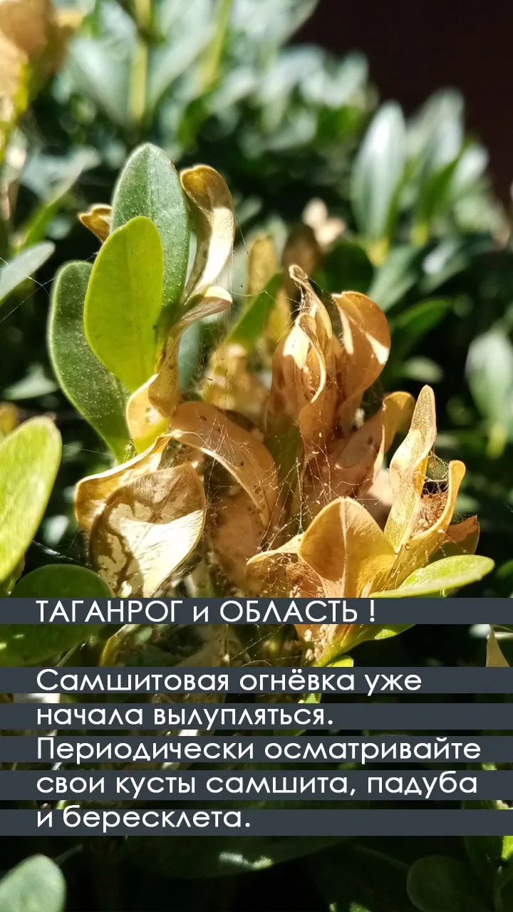 #садовый_маячок