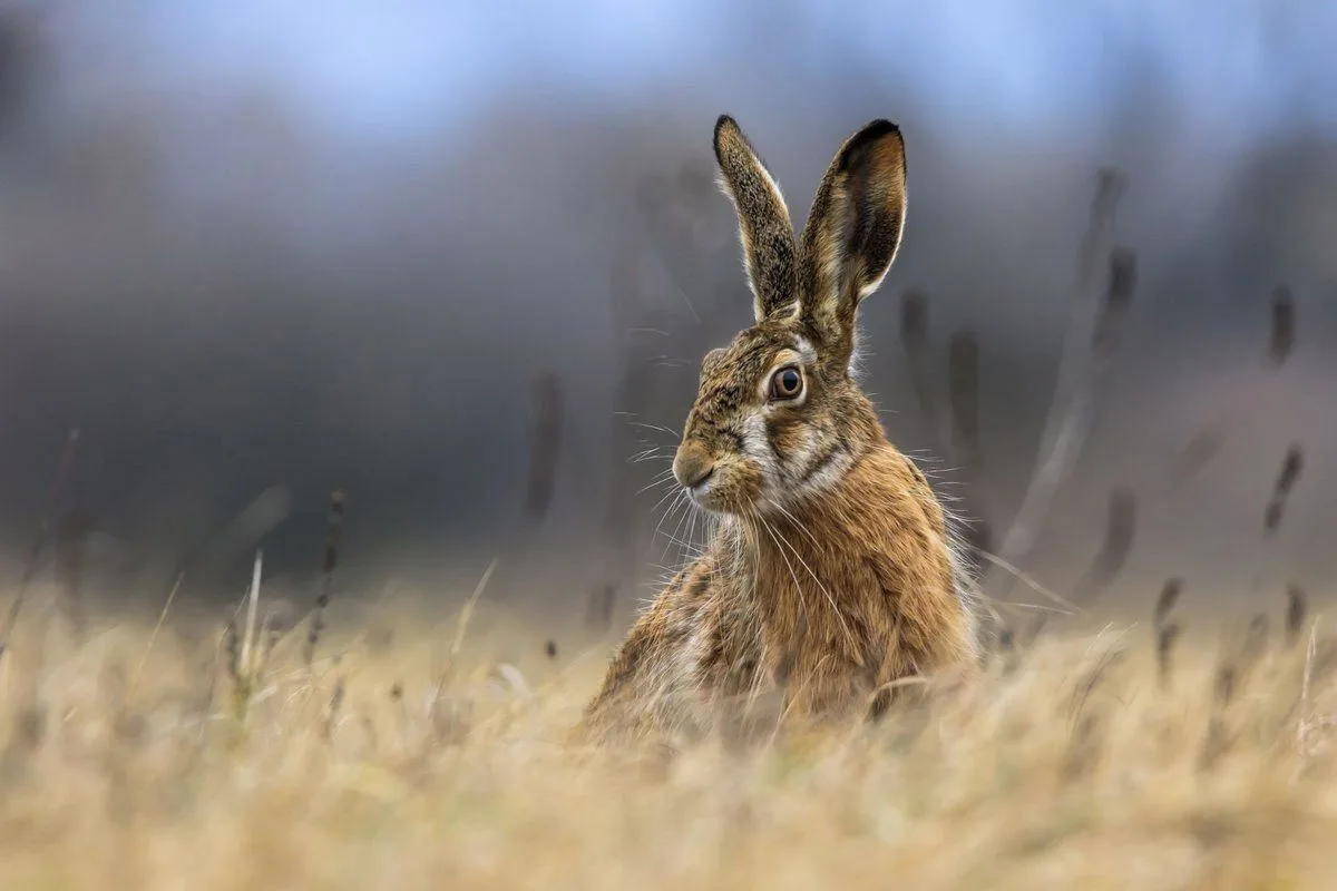🐰 В Беларуси 3 октября открывается