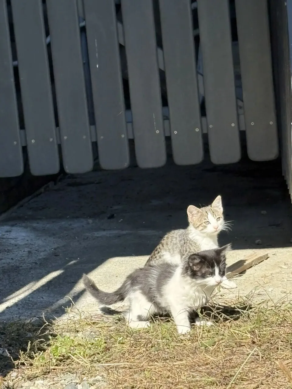 4 котенка, подкинули, скоро их вывезут с территории(