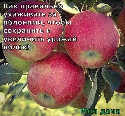 Как правильно ухаживать за яблонями, чтобы сохранить и увеличить урожай яблок 🍎

Затяжная холодно-д
