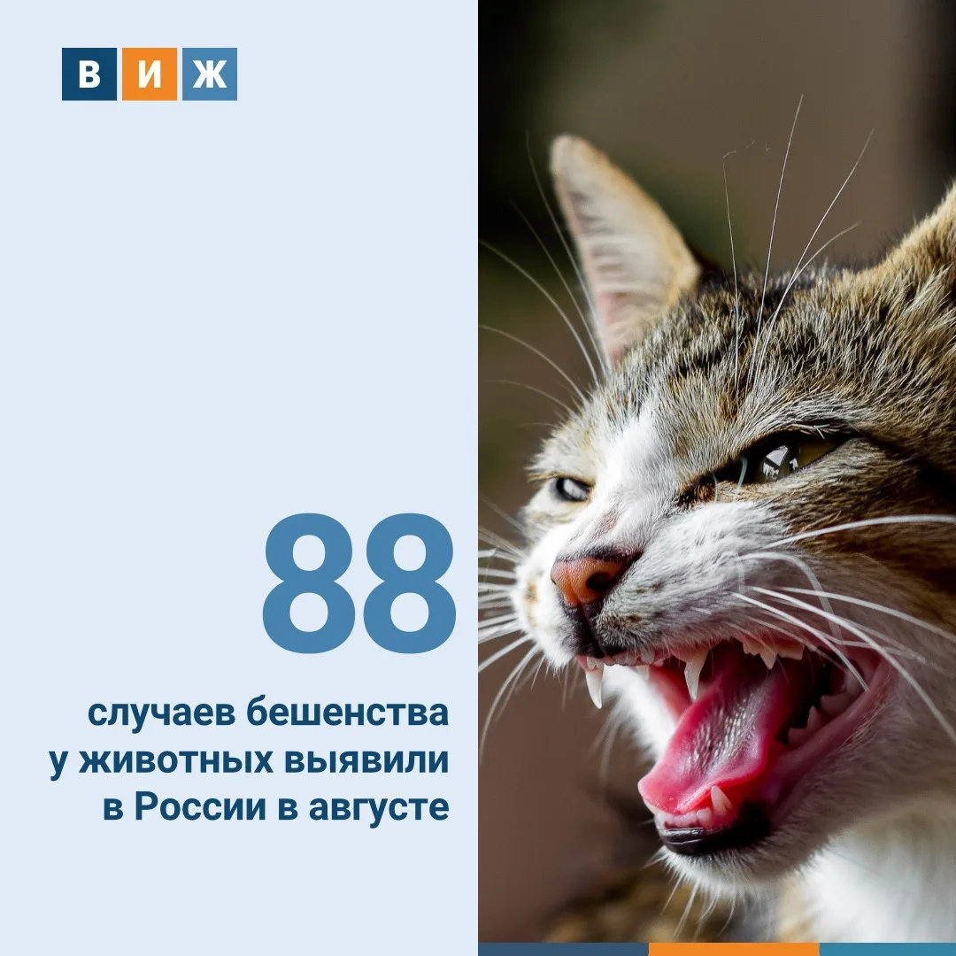📊Такой статистикой с «ВиЖ» поделились в Федеральном центре охраны здоровья животных (Ф...