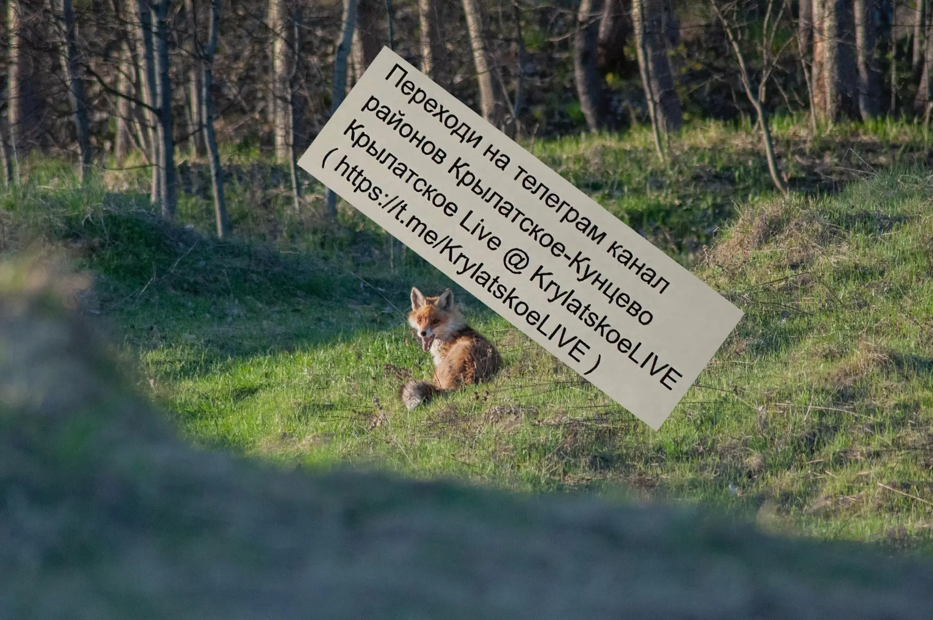 Подписчик встретил красотку лису на Крылатских холмах 🦊  Она грелась на солнышке и с удовольствием п