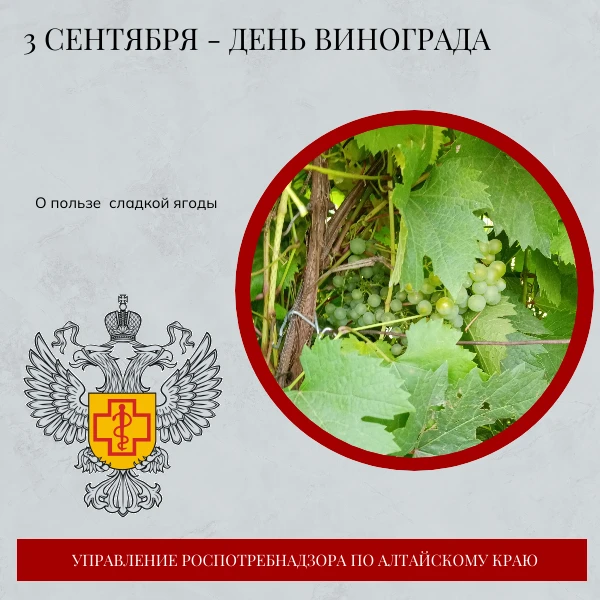 🍇 3 сентября отмечается день винограда – одного из самых вкусных природных десертов.