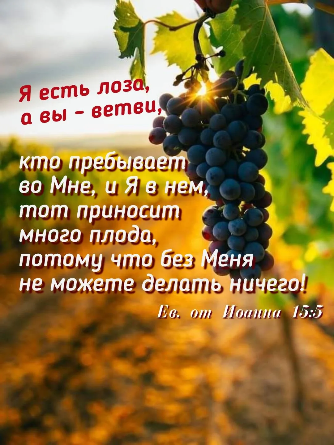Божьего благословения вам 🙏
