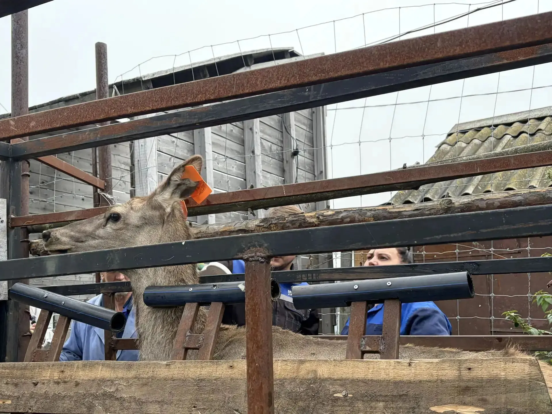 🦌 В Татарстане впервые чипировали маралов — пионерами стали животные из «Свияжского ох...