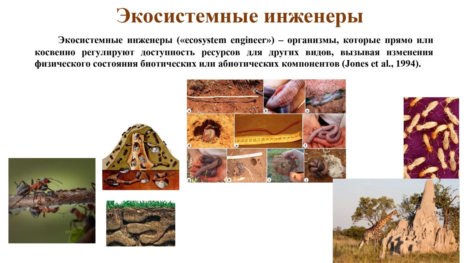 ✨ Познакомьтесь с настоящими архитекторами природы! ✨

Знаете ли вы, что в каждой экосистеме есть св