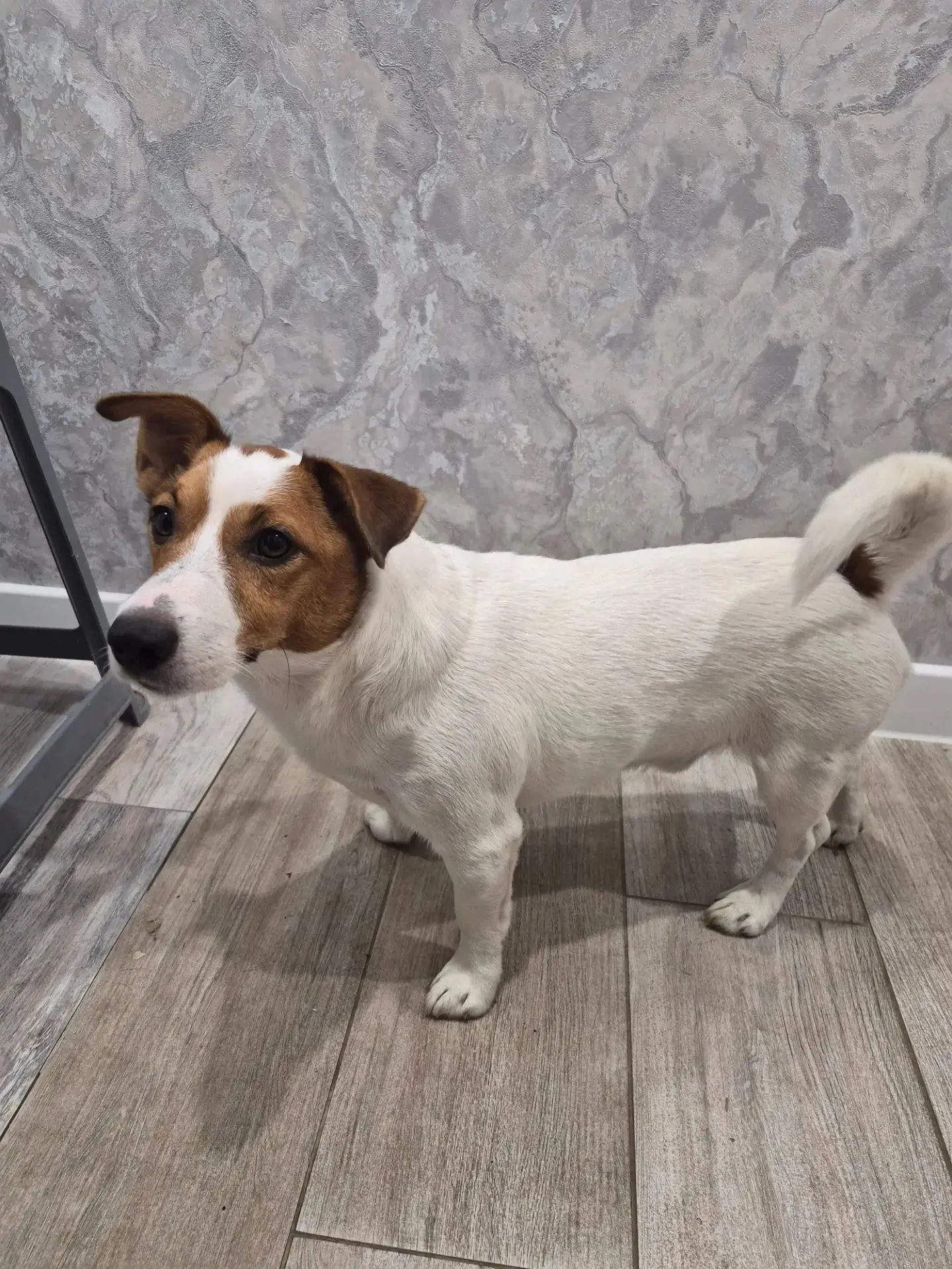 🐶🐱 Дима Бондарев, 3 «В» класс, прислал сразу двух любимцев: