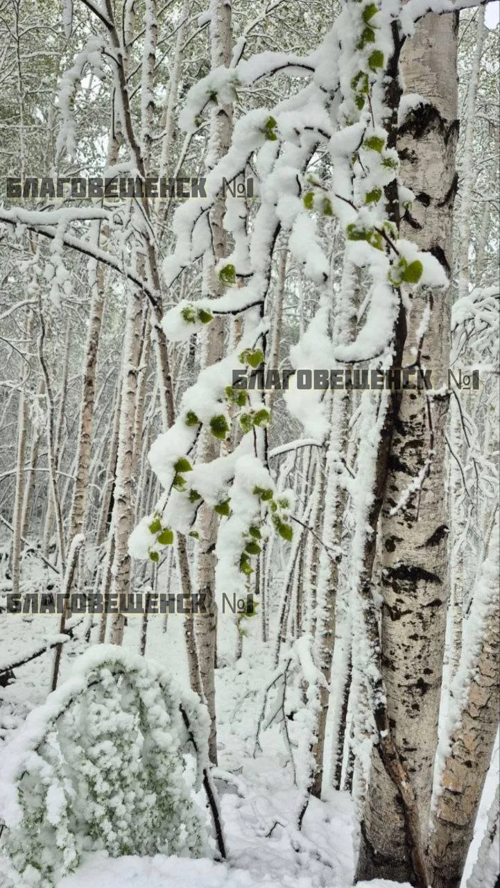 🥶Тындинский округ завалило снегом (фото)  А дороги — деревьями. На снимках — Ларба-Лопча 25.05.26.  