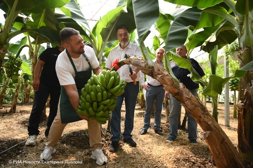 🍌В Сочи созрела первая партия бананов