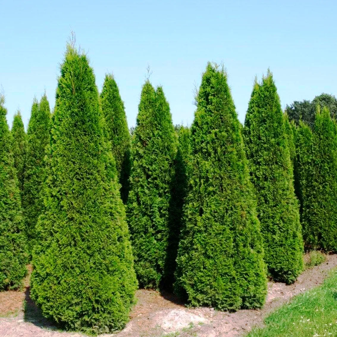 🌲 Туя западная Brabant — ваш секрет идеального сада! 🌳