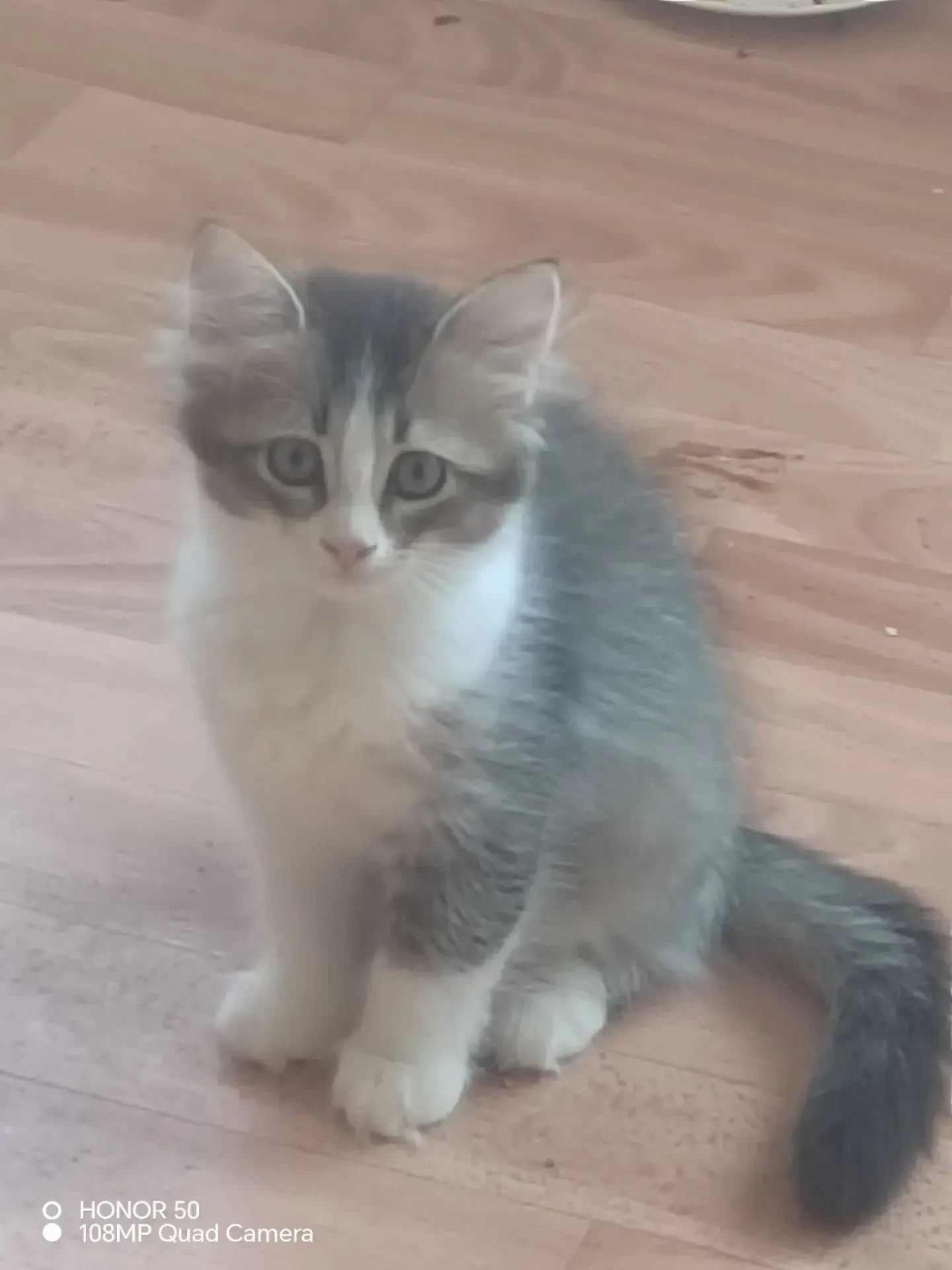 🐾 Два котёнка ищут дом