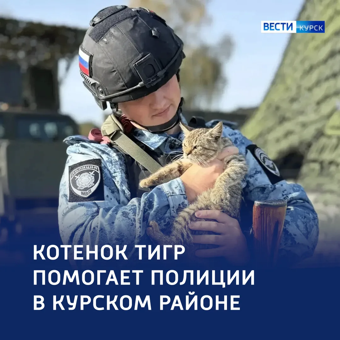 🐾 Маленький, но важный: котёнок Тигр несёт службу вместе с полицией