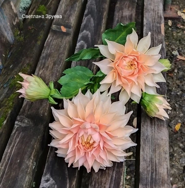 А не могу не показать работу Светланки Зруевой❤️