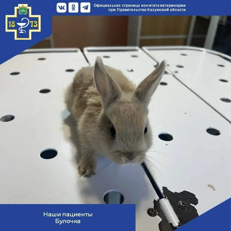 Здоровье с первых недель: Булочка получила защиту от миксоматоза! 🐰💉