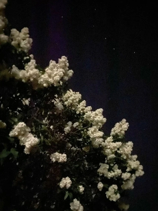 Доброй ночи 🌙