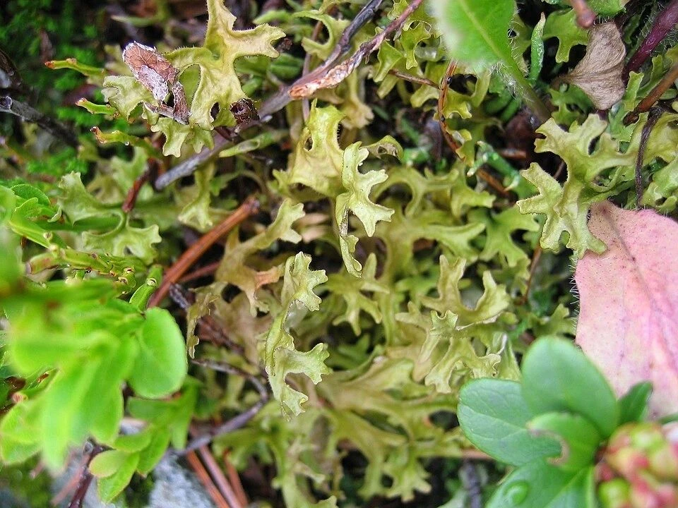 🌿 Исландский мох: интересные факты🌿