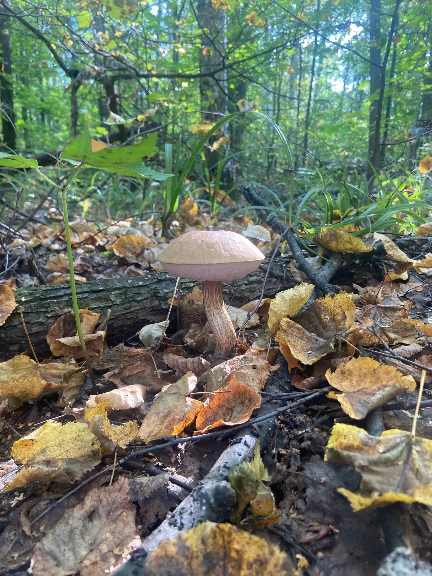 С добрым утром, Тамбов🍄‍🟫