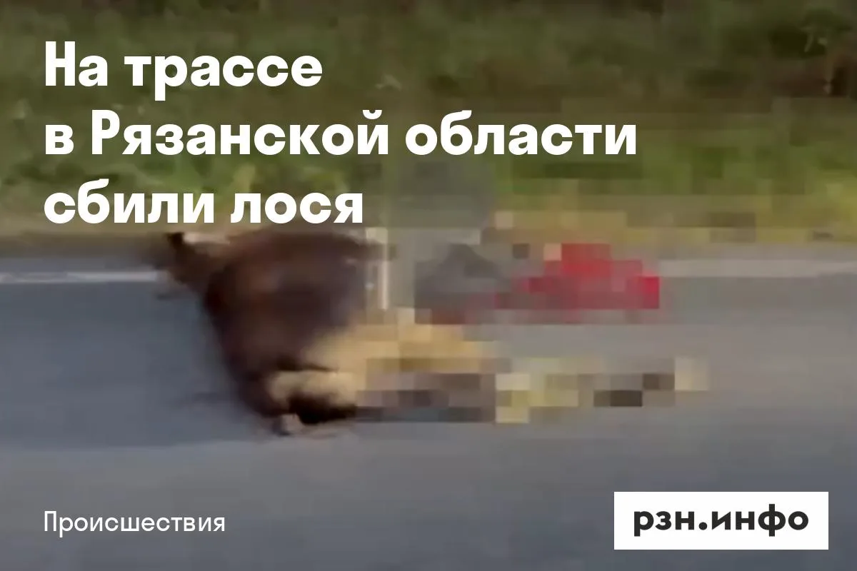 На трассе в Рязанской области сбили лося
