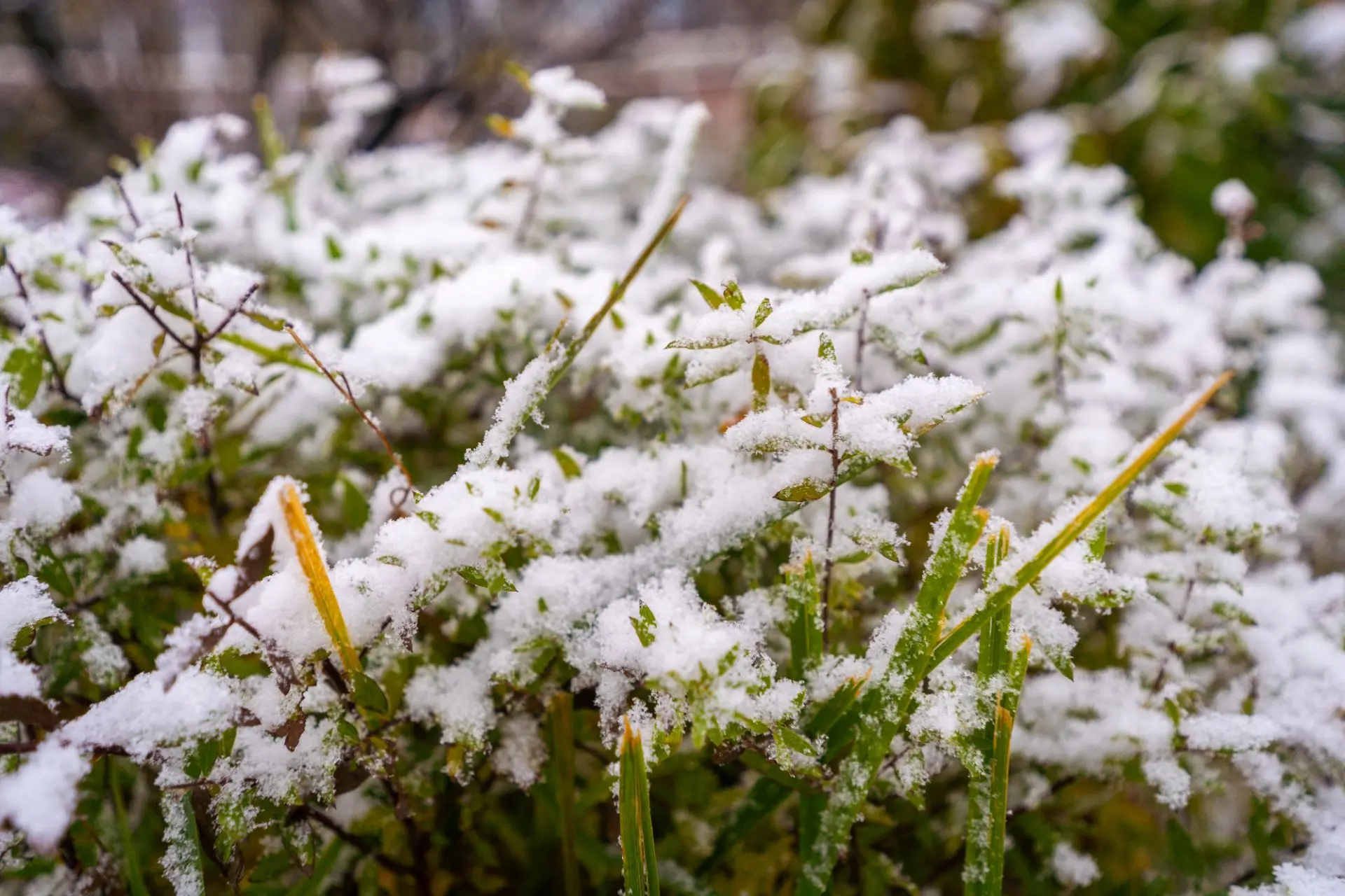 Сездә беренче кар яудымы әле?❄
