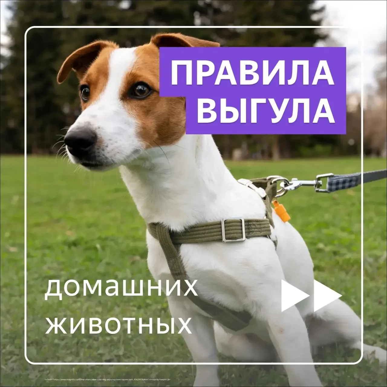 🐾 Уважаемые жители! 🐾