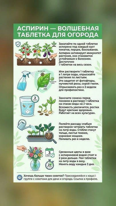 Аспирин: тайный секрет вашего огорода 💊

Узнайте, как аспирин может стать идеальным помощником в са