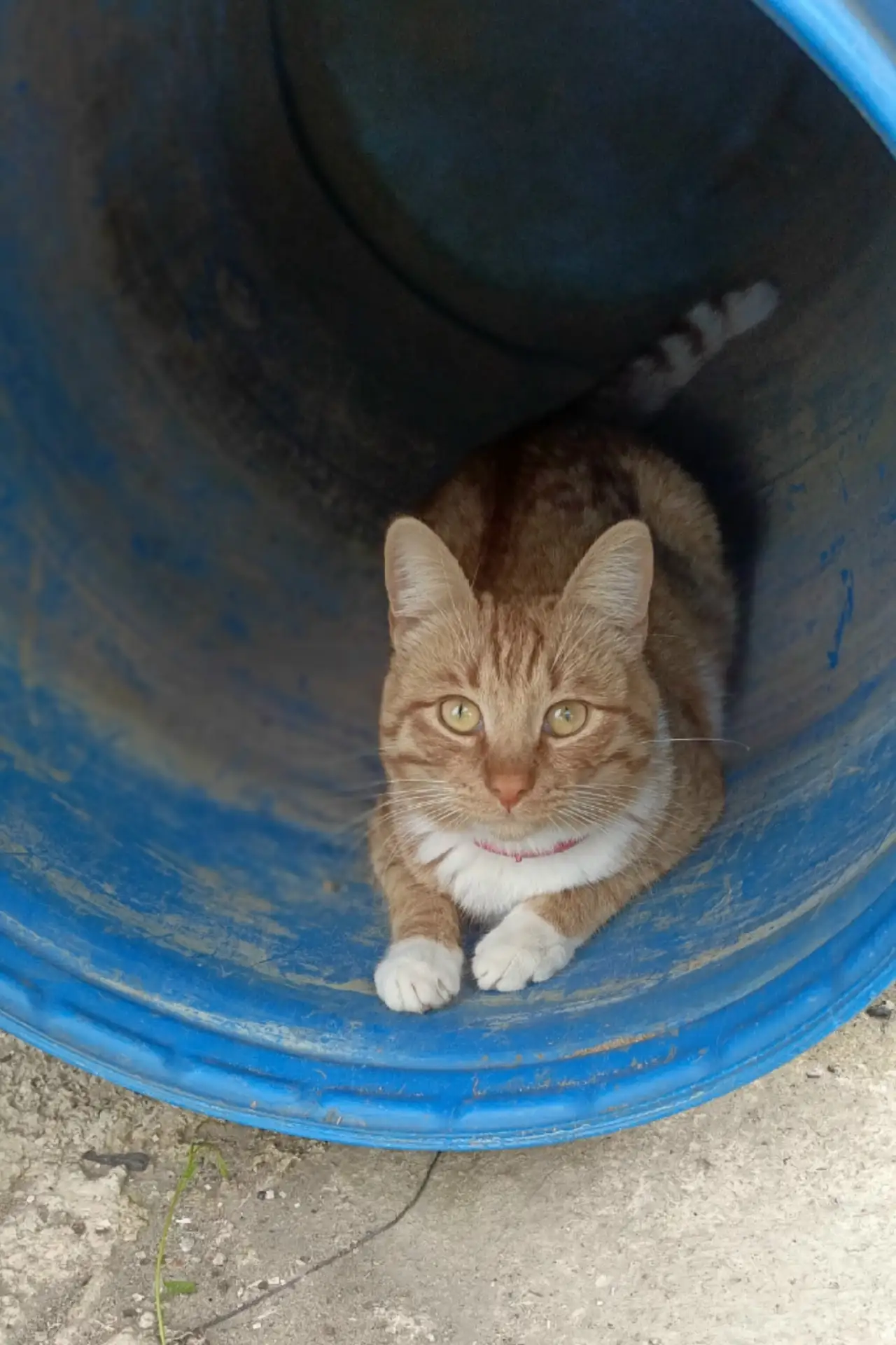 Пропал, любимый котик 😻 может кто то видел с. Курьй.