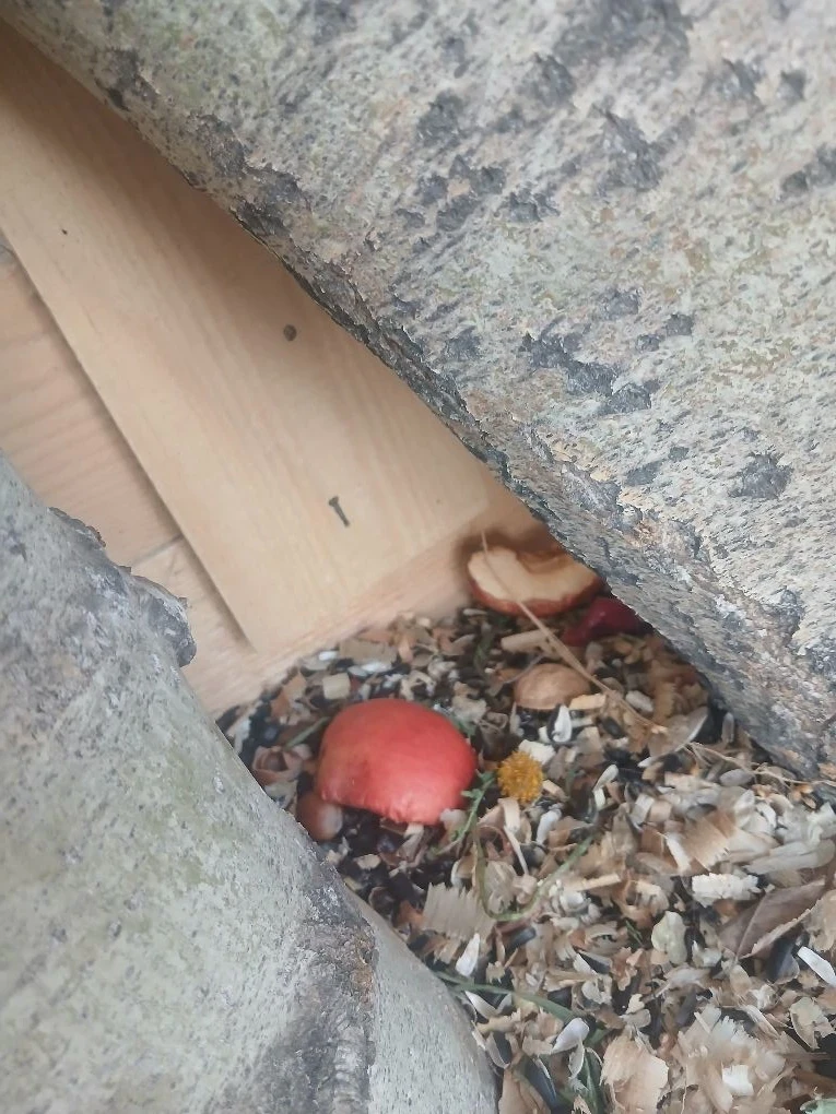 Секреты дупла: ЖКХ по-беличьи 🐿️🏠
