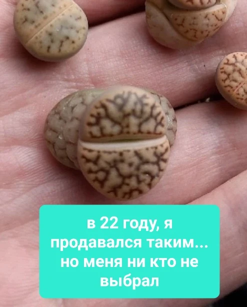 ИСТОРИЯ ОДНОГО ЛИТОПСА
