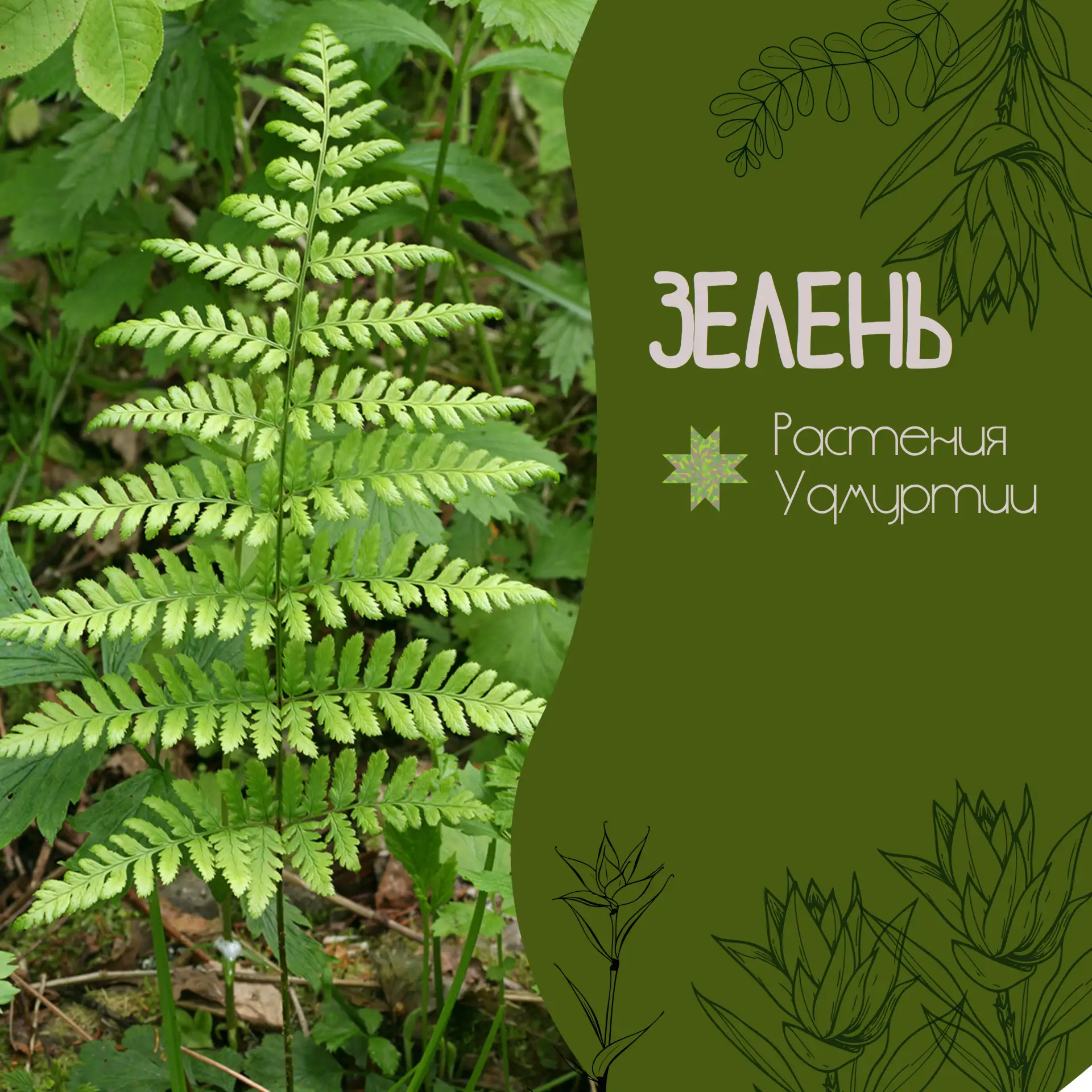 🌿 Он не цветёт, не даёт ягод — но выглядит как настоящий папоротник-джунгли. Щитовник ...