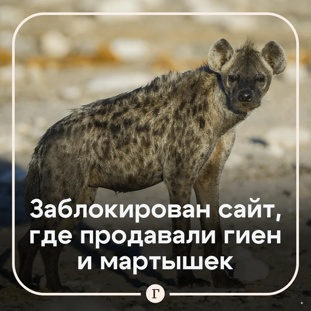 😡 Гиен и мартышек продавали в России онлайн.