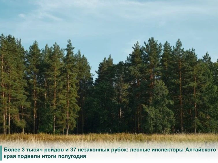 В Алтайском крае подвели итоги работы лесных инспекторов за первое полугодие 2026 года....