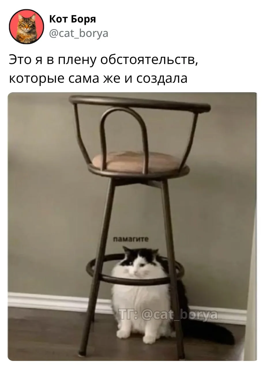 Пятничное от кота Бориса 😁😁