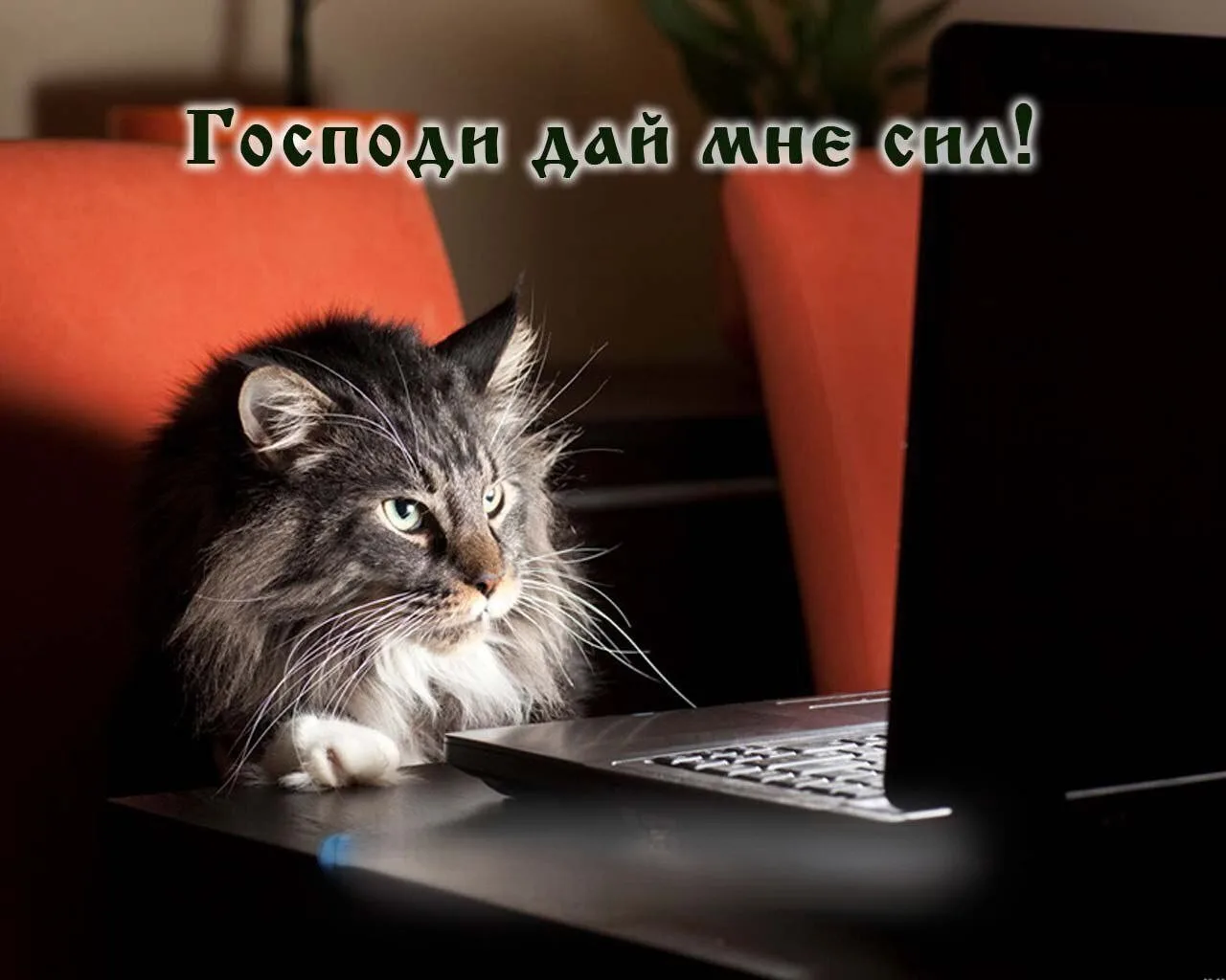 Доброй ночи! Приятных сновидений! 🌙✨💤