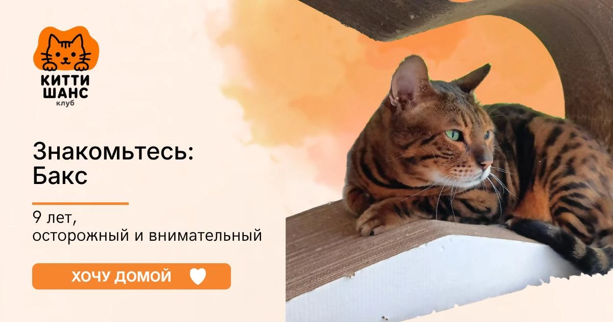 🐾 Китти-гость №3