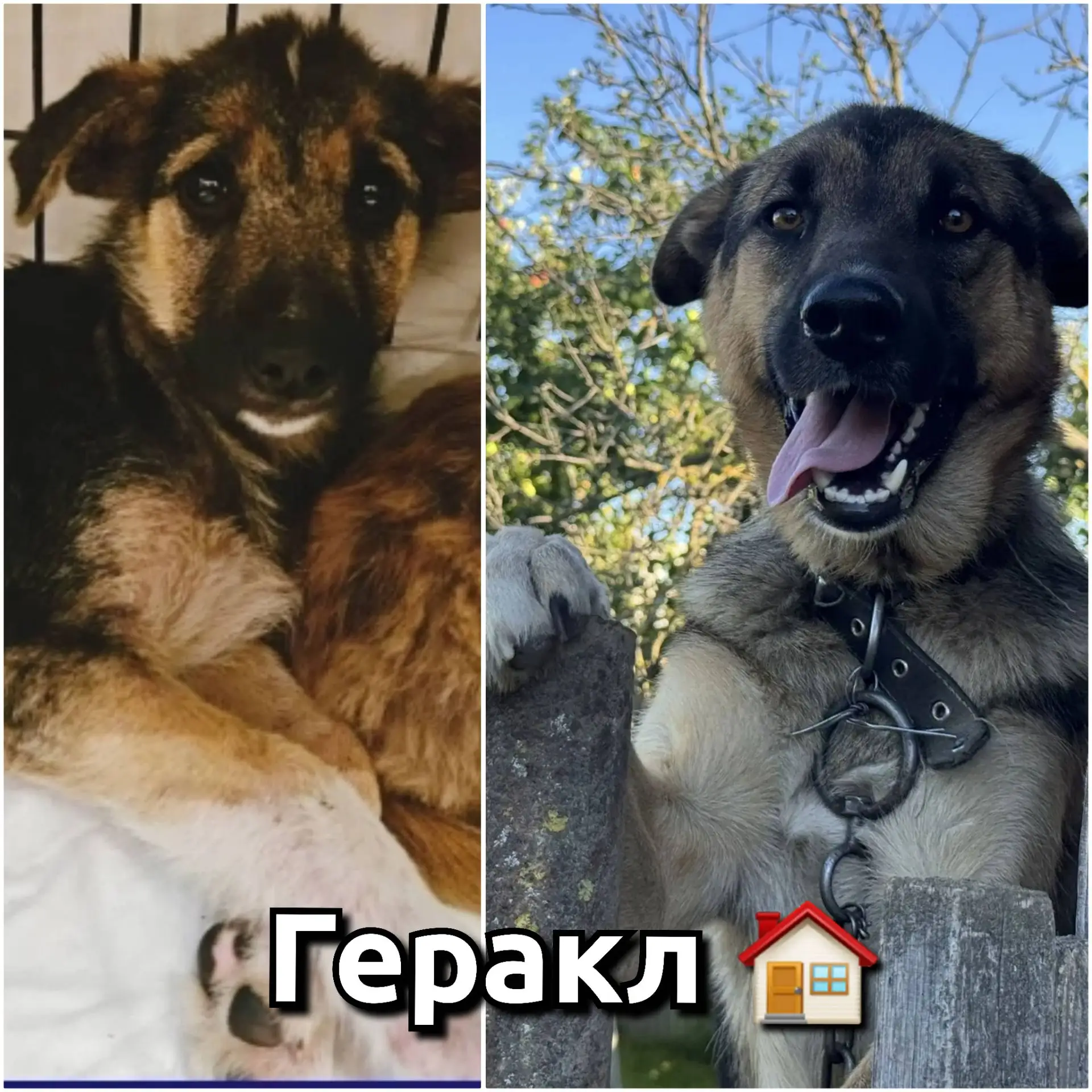 Геракл прислал привет из дома. Живёт он счастливо, и очень любим. Есть 2 вида жизни на цепи: чтобы н