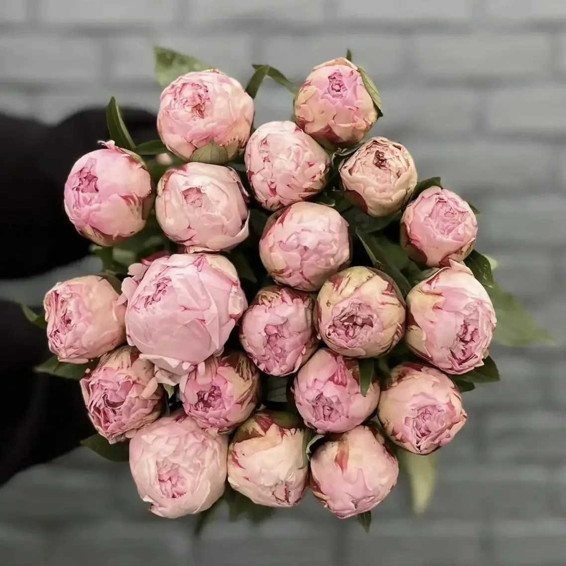 ПОСТАВКА СЕГОДНЯ
❤️ГОЛЛАНДСКИЕ ПИОНЫ:

Madame Claude Tain / 210 ₽
Coral Sunset / 250 ₽
L Sarah Bernh