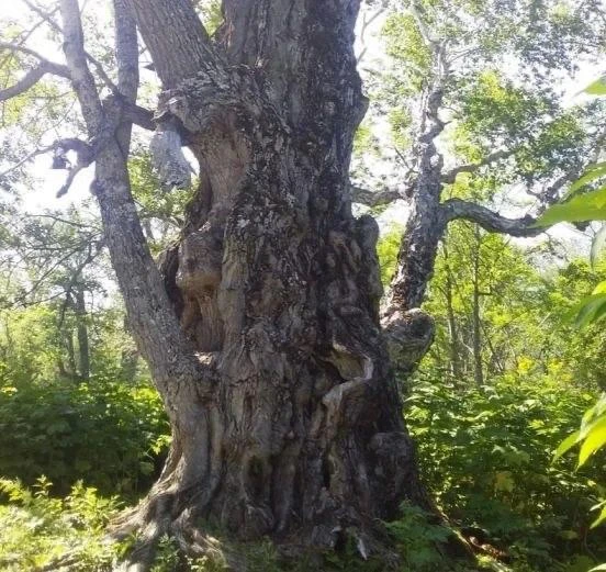 🌳 Камчатский тополь претендует на звание Российское дерево года

Необычный тополь, растущий по пути